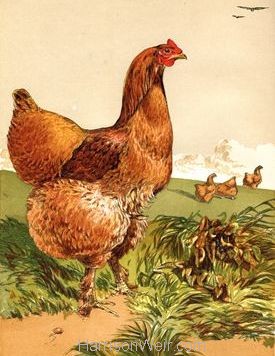 1867 Cinnamon Cochin Hen by Harrison Weir