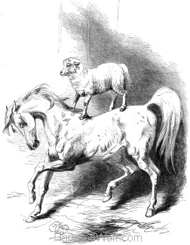 1867 Mad Arabian and Lamb, by Harrison Weir