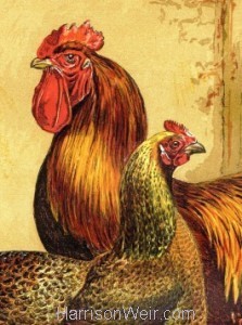 Poultry Print Portrait Format