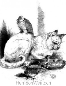 1867 Cat And Her Companions by Harrison Weir
