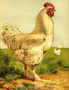 1867 White Cochin Cock by Harrison Weir