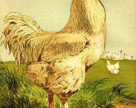 1867 – White Cochin Cock