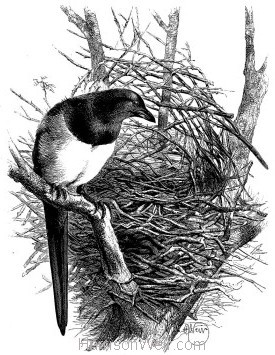 c1868 Magpie and Nest by Harrison Weir