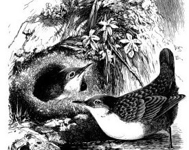 c1868 – Dippers and Nest