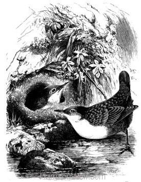 1868 Dippers and Nest by Harrison Weir