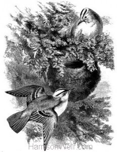 1868 Golden-Crested Wrens and Nest by Harrison Weir