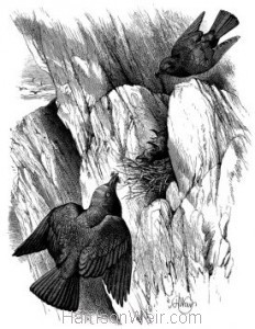 1868 Jackdaws and Nestlings by Harrison Weir