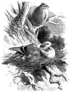 1868 Wood Pigeons and Nest by Harrison Weir