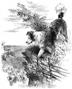 1868 The wisest way with the Sheep, by Harrison Weir