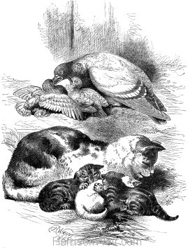 1868 Cat and Pigeon by Harrison Weir