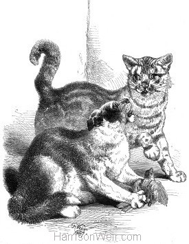 1868 The Two Cats and the Sparrow, by Harrison Weir