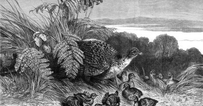 1869 – Hen Pheasant and Young