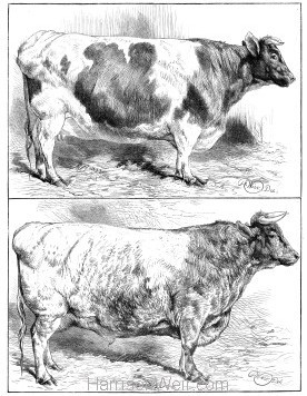 1869 Smithfield Prize Cattle by Harrison Weir