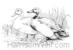 1870 Ducks, by Harrison Weir