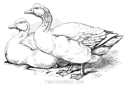 1870 Geese, by Harrison Weir