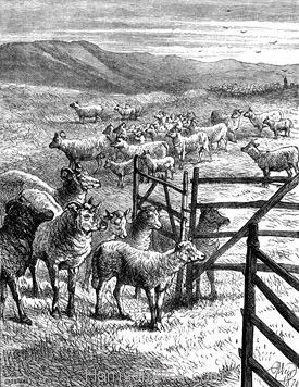 1870 Come the Bleating Lambs by Harrison Weir