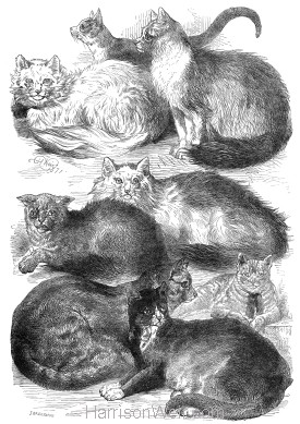 1871 (July) Crystal Palace Cat Show Prize Cats by Harrison Weir