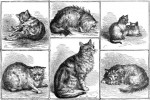 1871 Prize Cats by Percy MacQuoid