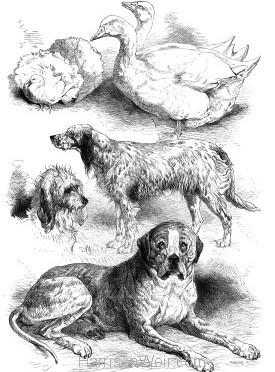 1871 Prize Poultry & Dogs at the Birmingham Show by Harrison Weir