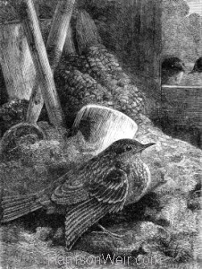 1871 Little Robin safely housed, by Harrison Weir