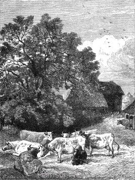 1871 Milking the Cows, by Harrison Weir