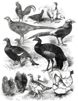 1872 Game Birds & Bantams at the Crystal Palace by Harrison Weir