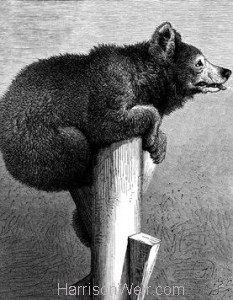 1872 Jack The Bear by Harrison Weir
