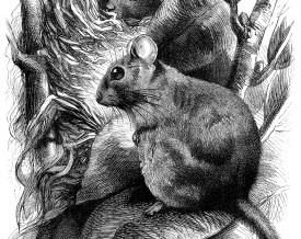 1871 – Dormouse and Nest