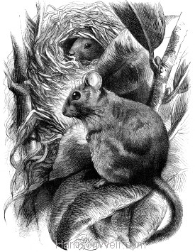 1871 Dormouse and Nest, by Harrison Weir