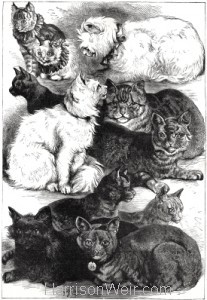 1872 (Sept) Crystal Palace Cat Show Prize Cats by Harrison Weir
