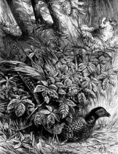 1873 Pheasant in Covert by Harrison Weir