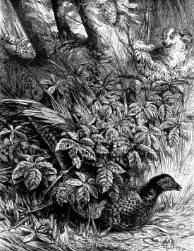 1873 Pheasant in Covert by Harrison Weir