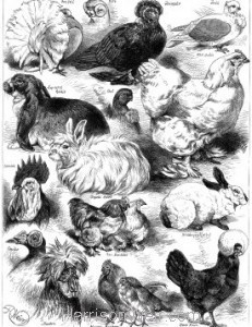 1873 Poultry, Pigeon & Rabbit Show at the Crystal Palace by Harrison Weir
