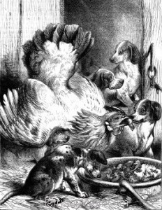 1873 Hen Feeding Pups by Harrison Weir