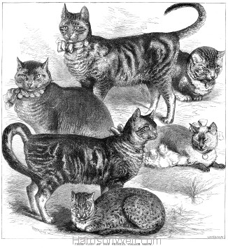 1875 (Oct) Crystal Palace Cat Show Prize Cats