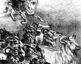1876 – Colley Dog Herding
