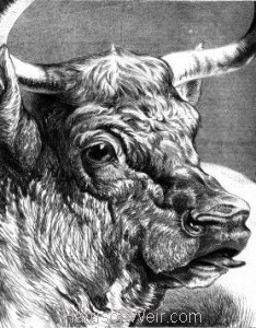 1876 Shorthorn Bull by Harrison Weir