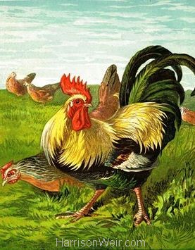 1877 Cocks and Hens by Harrison Weir