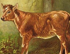 1877 – The Calf