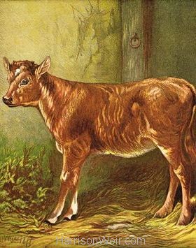 1877 The Calf by Harrison Weir