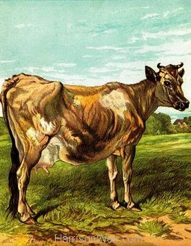 1877 The Cow by Harrison Weir