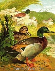 1877 The Ducks and Drakes by Harrison Weir