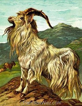 1877 The Goat by Harrison Weir