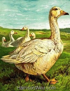 1877 The Goose by Harrison Weir
