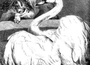 1878 – Fight between a Dog and a Swan