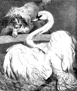 1878 Fight between a Dog and a Swan, by Harrison Weir