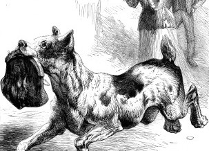 1878 – A Dog Highway Robber