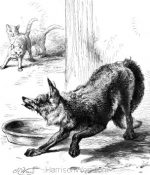 1878 A Knowing Fox, by Harrison Weir