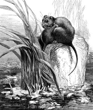 1878 A Mother Water-Rat, by Harrison Weir