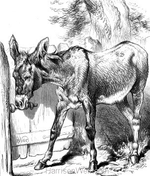 1878 A Sociable Donkey by Harrison Weir